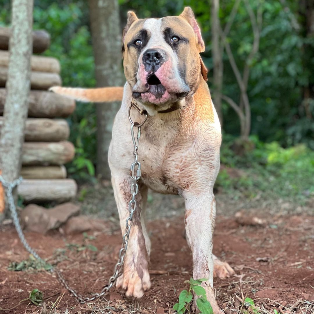 Carniceiro de Santa Morte
